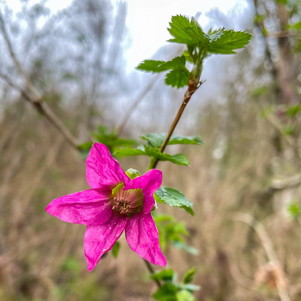 Rubus spectabilis 'Pacific Rose' - Amora-preta