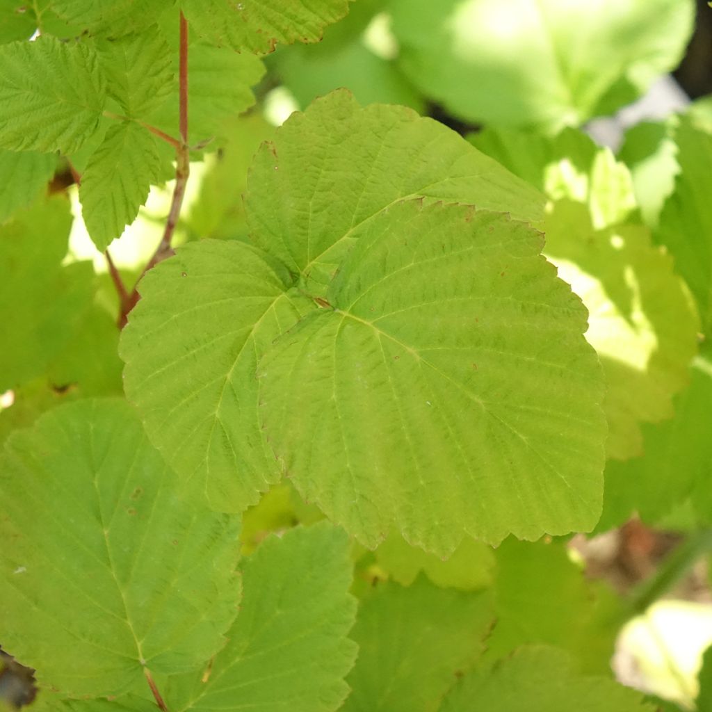 Framboeseiro-preto Black Jewel Bio