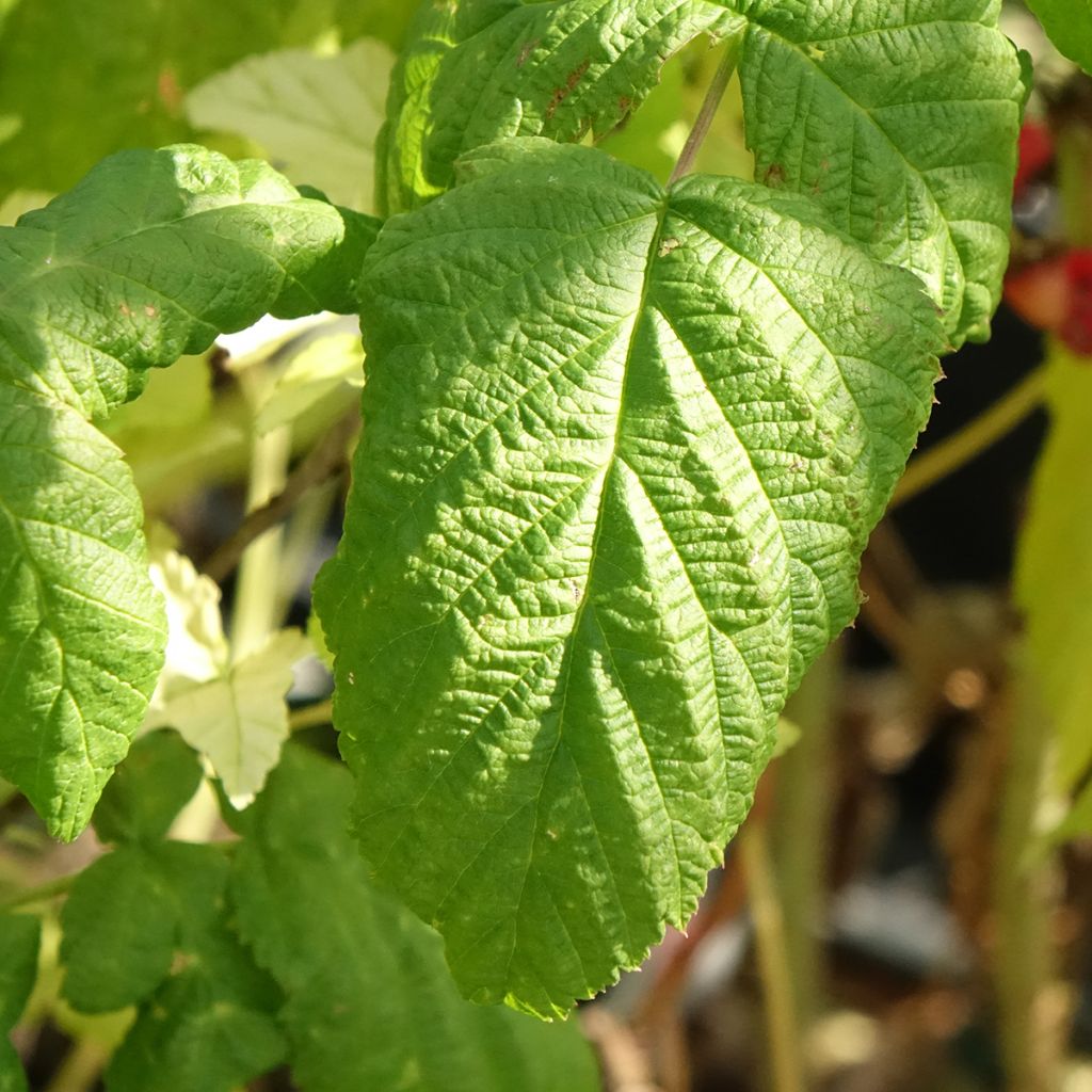 Framboeseiro Bohème remontante Bio - Rubus idaeus