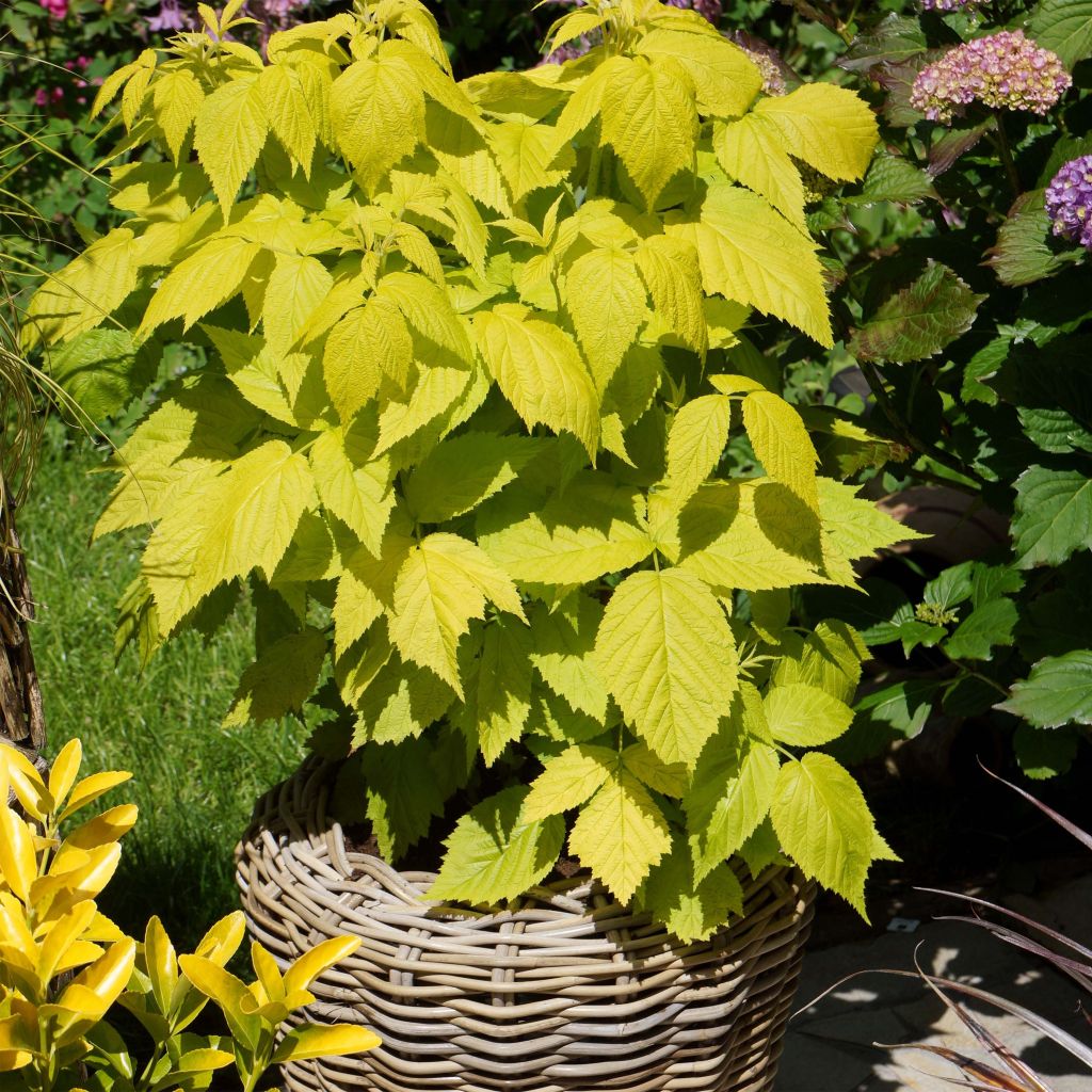 Framboeseiro Groovy - Rubus idaeus