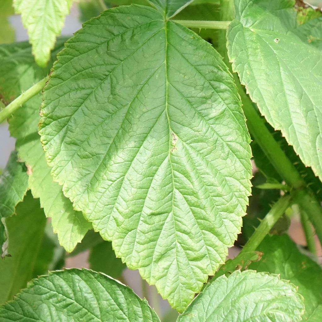 Framboeseiro Heritage remontante - Rubus idaeus