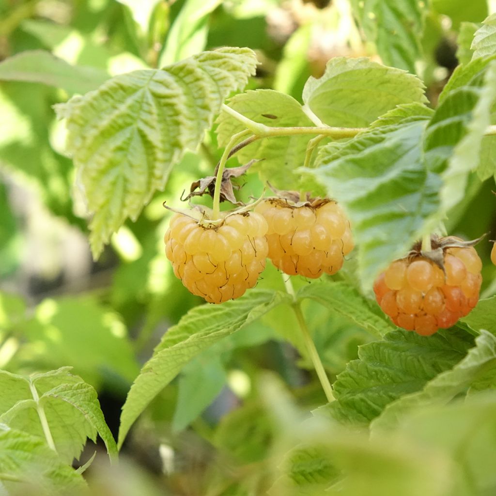 Framboeseiro anão Lowberry Little Orangelina - Rubus idaeus