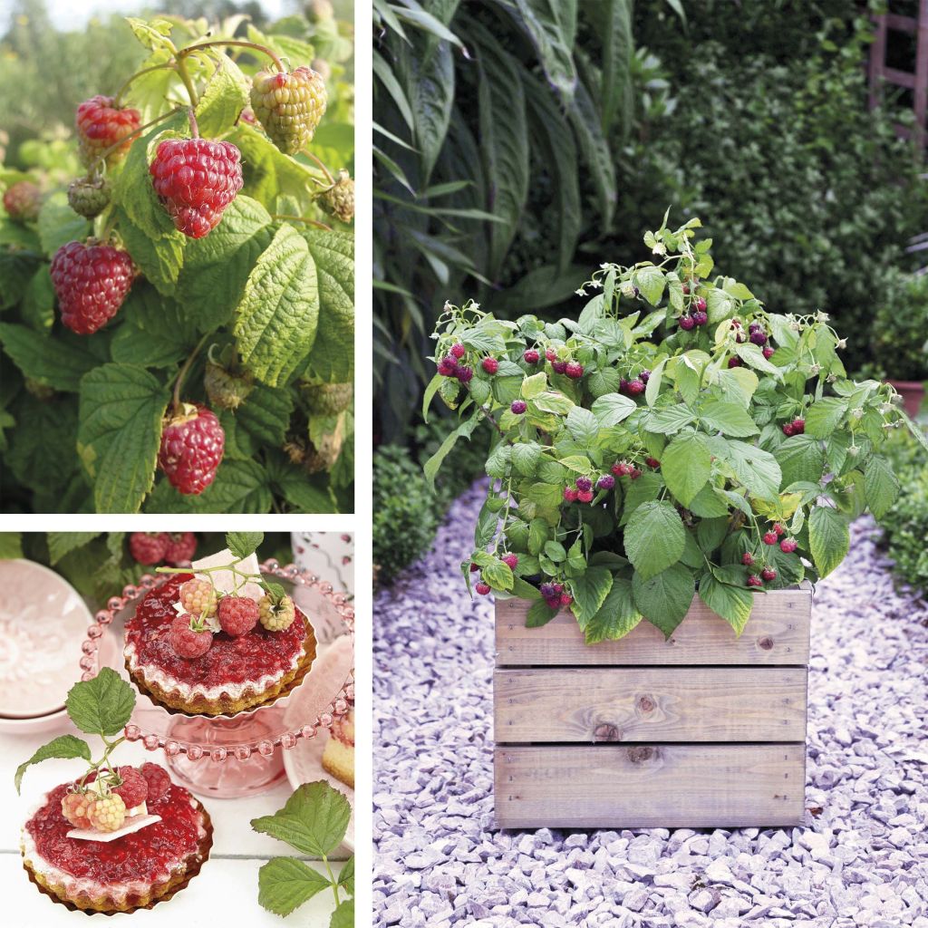 Framboeseiro Rustica - Rubus idaeus