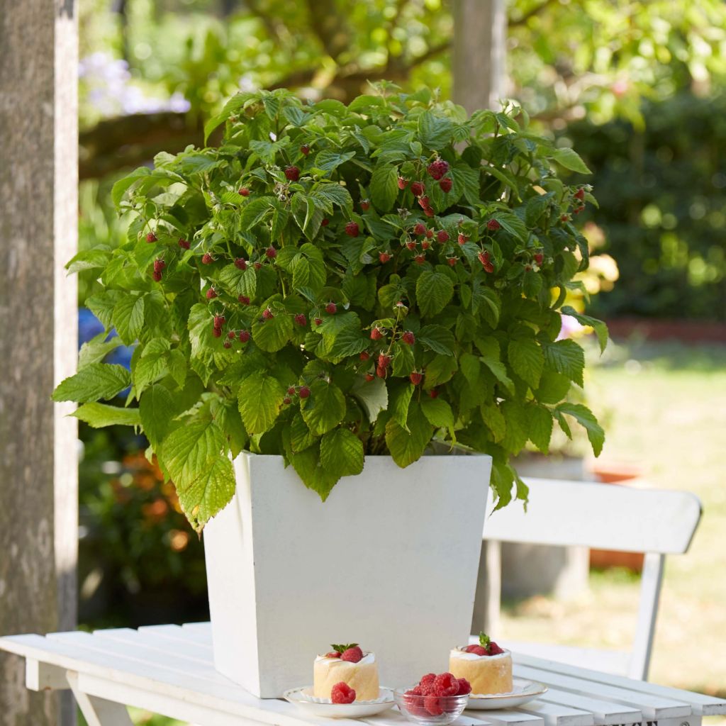 Framboeseiro Rustica - Rubus idaeus