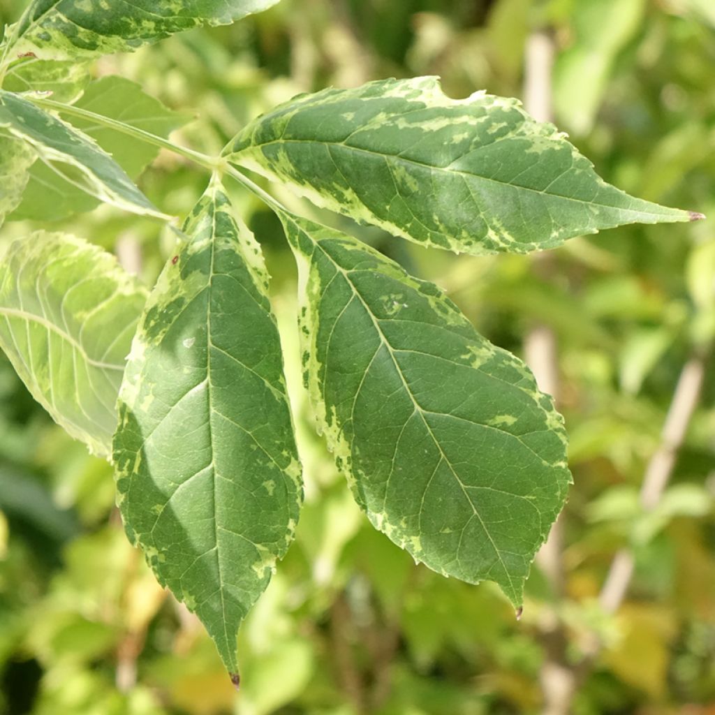 Freixo-americano Hunky Punk - Fraxinus americana