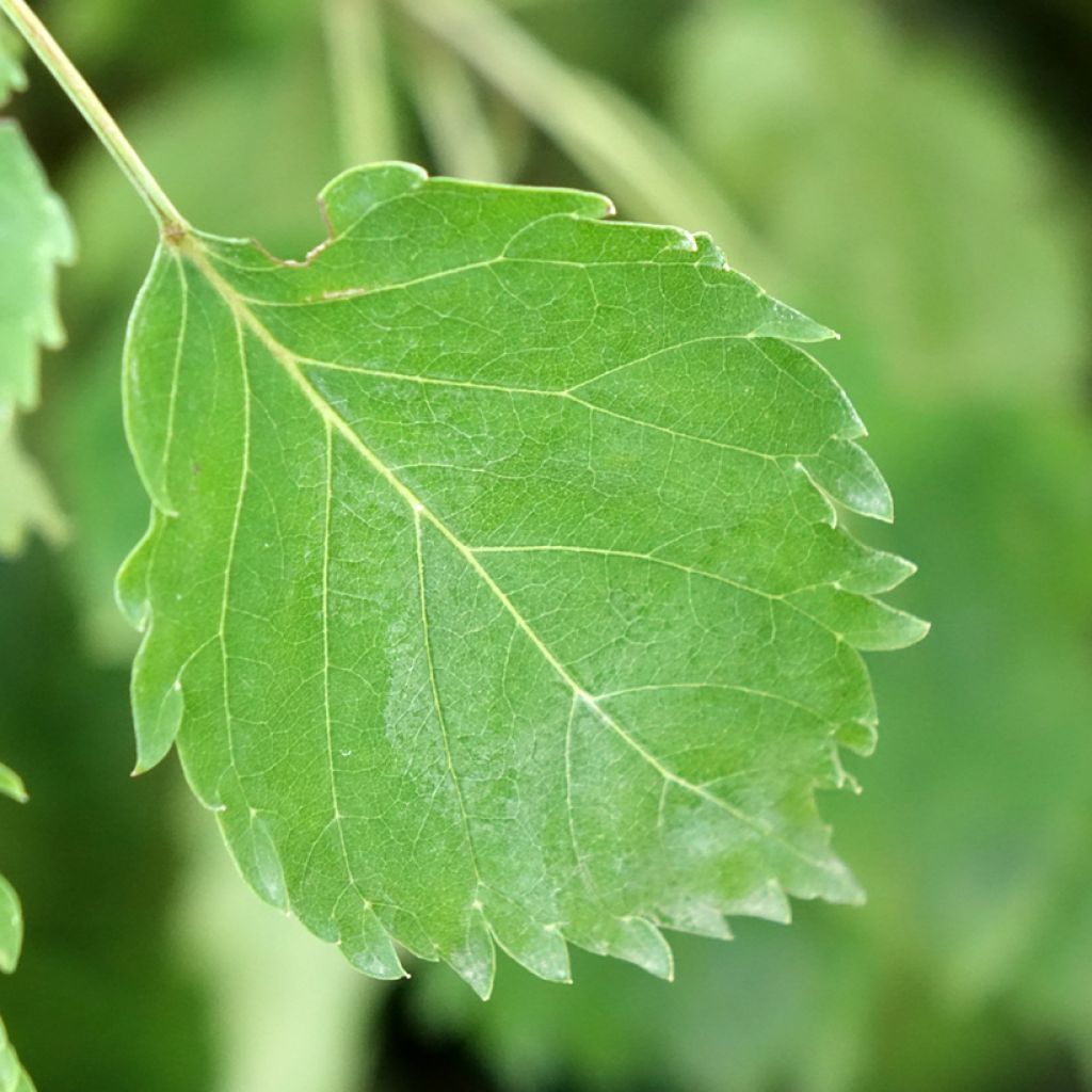Freixo-europeu Heterophylla Pendula - Fraxinus excelsior