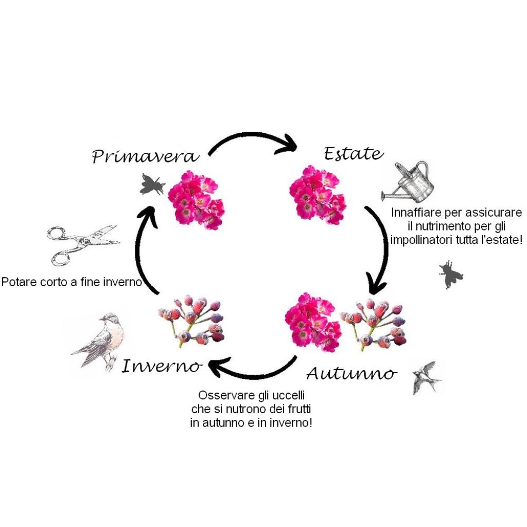 Roseira arbustiva Friendly Pink