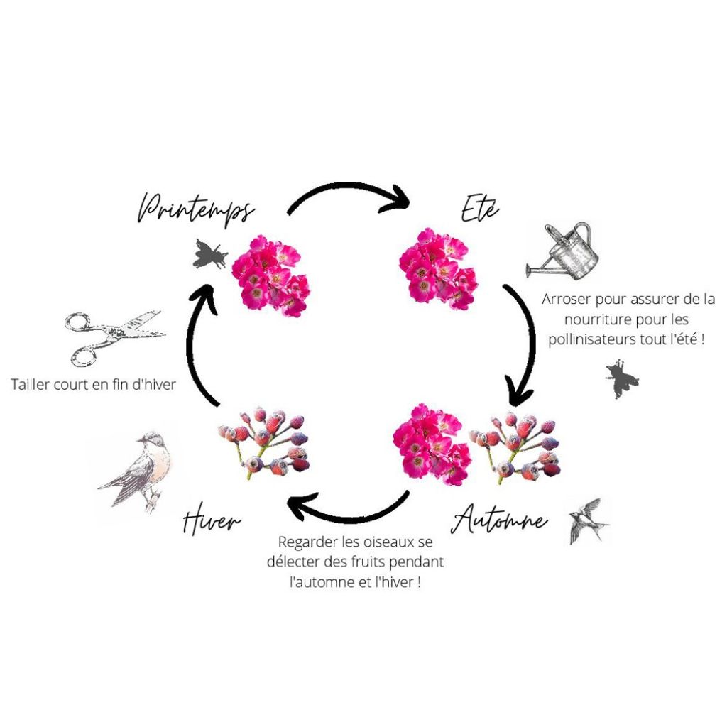 Roseira arbustiva Friendly Pink