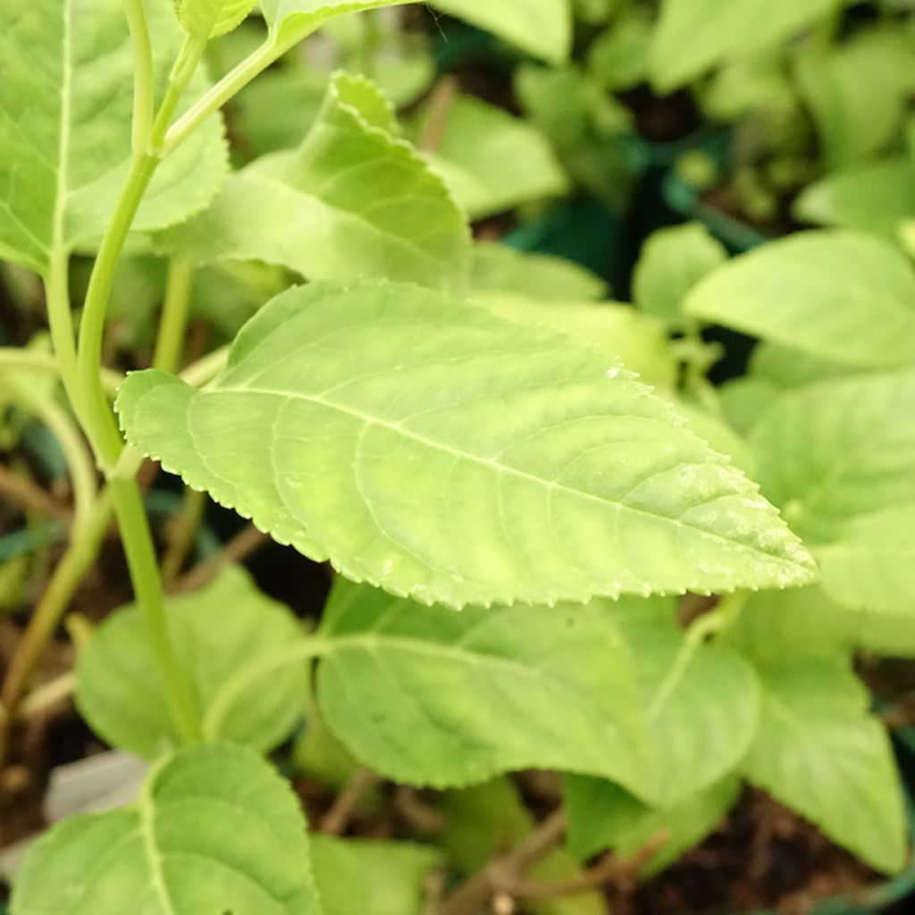 Phygelius aequalis Yellow Sovereign