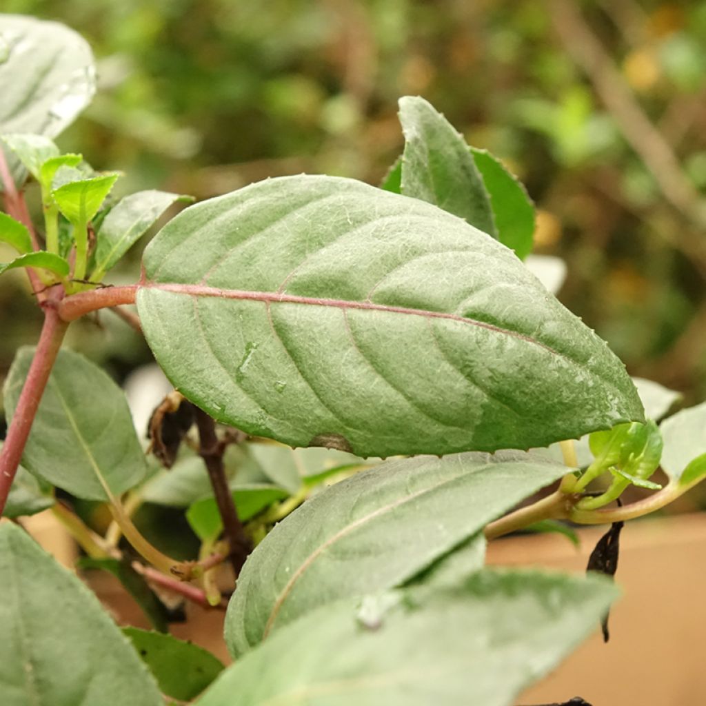 Brinco-de-princesa Heidi Weiss
