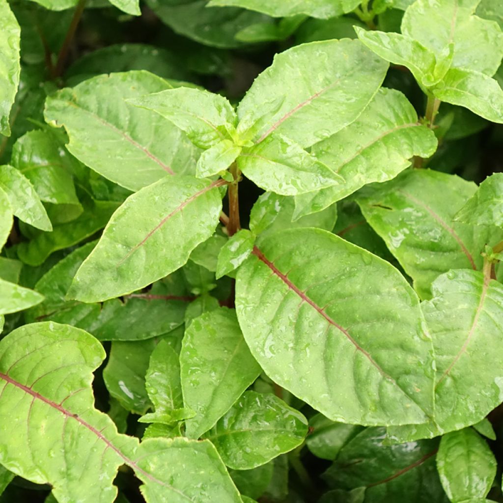 Brinco-de-princesa Illusion