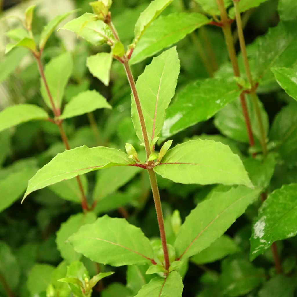 Fúcsia magellanica Riccartonii