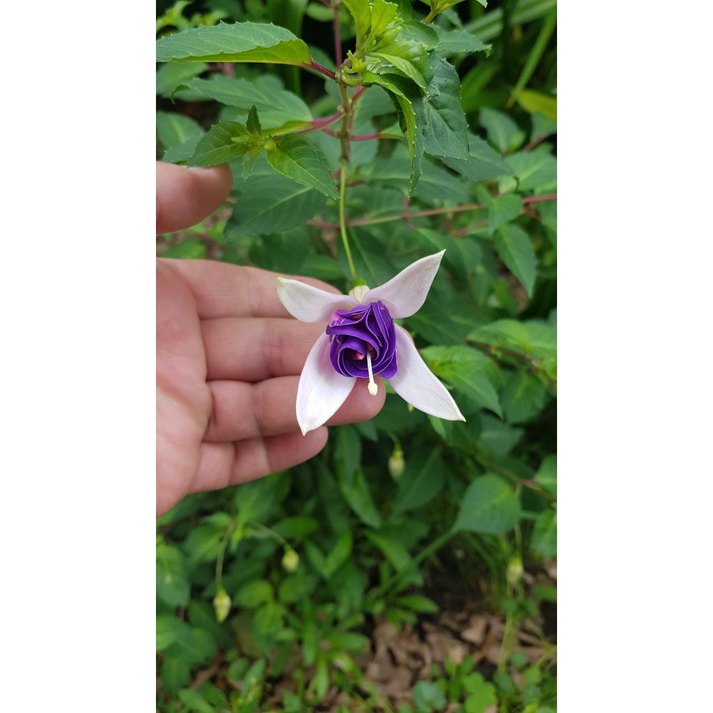 Brinco-de-princesa Blue Sarah