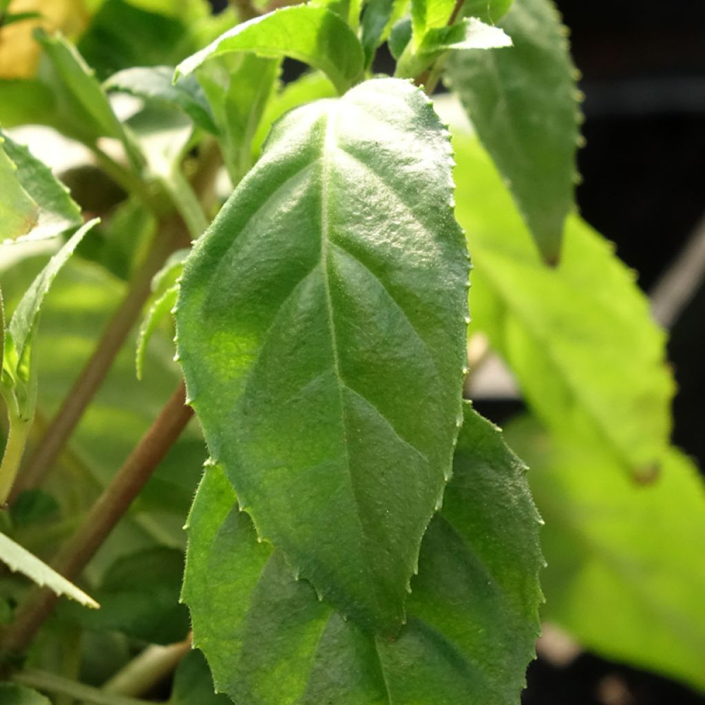 Brinco-de-princesa Constance