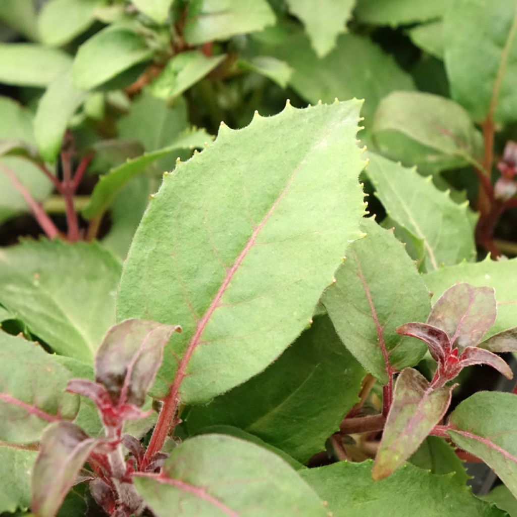 Brinco-de-princesa Shrimp Cocktail