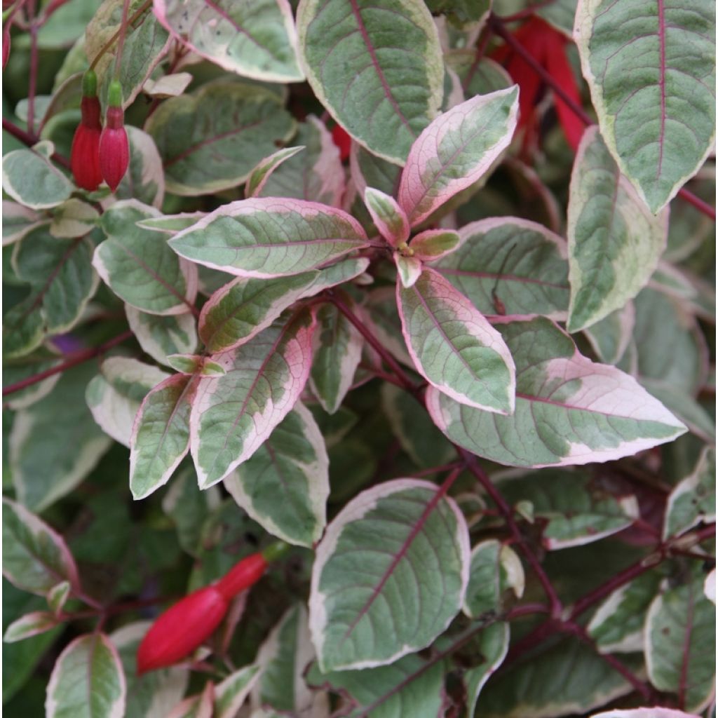 Brinco-de-princesa Tom West