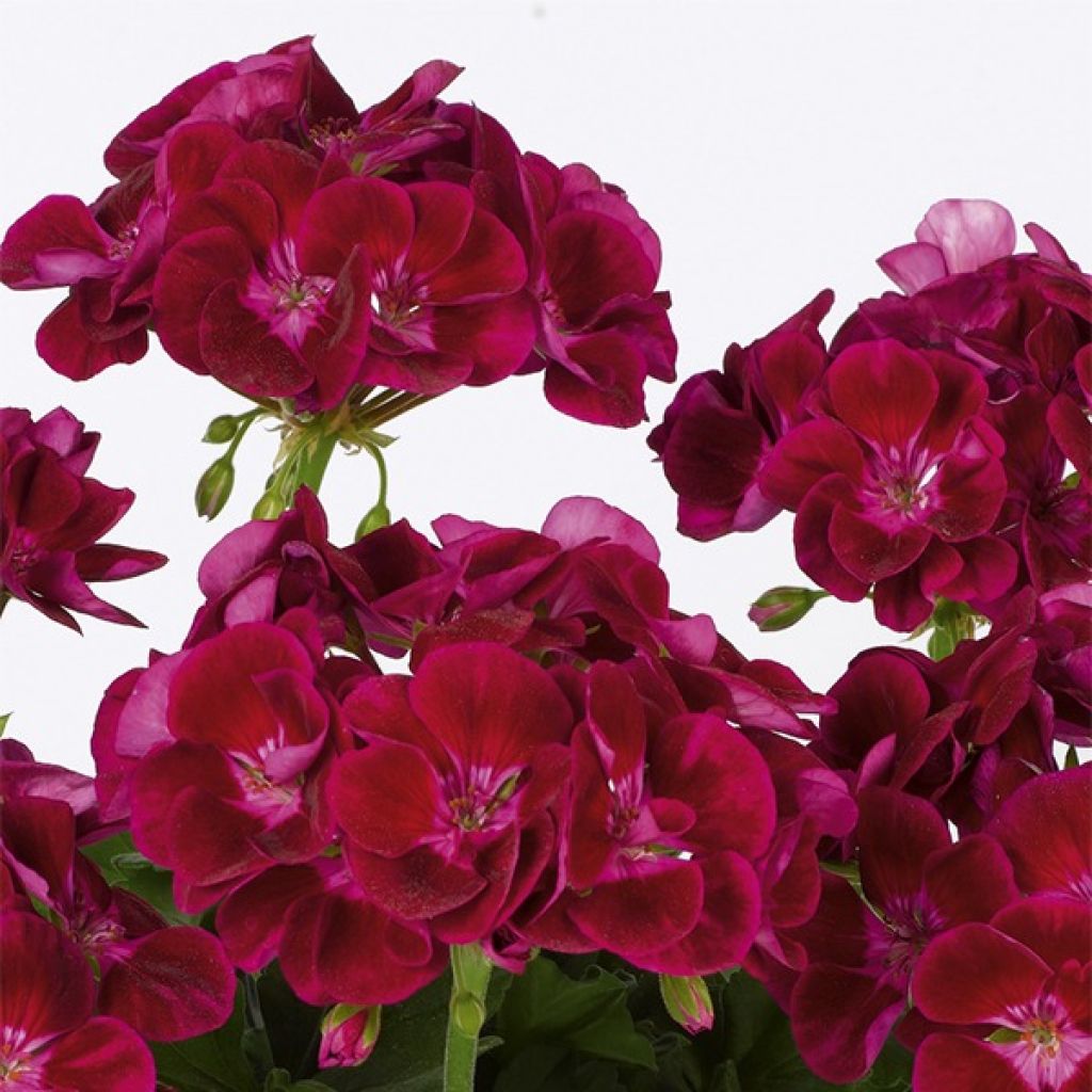 Sardinheira Flower Fairy Velvet