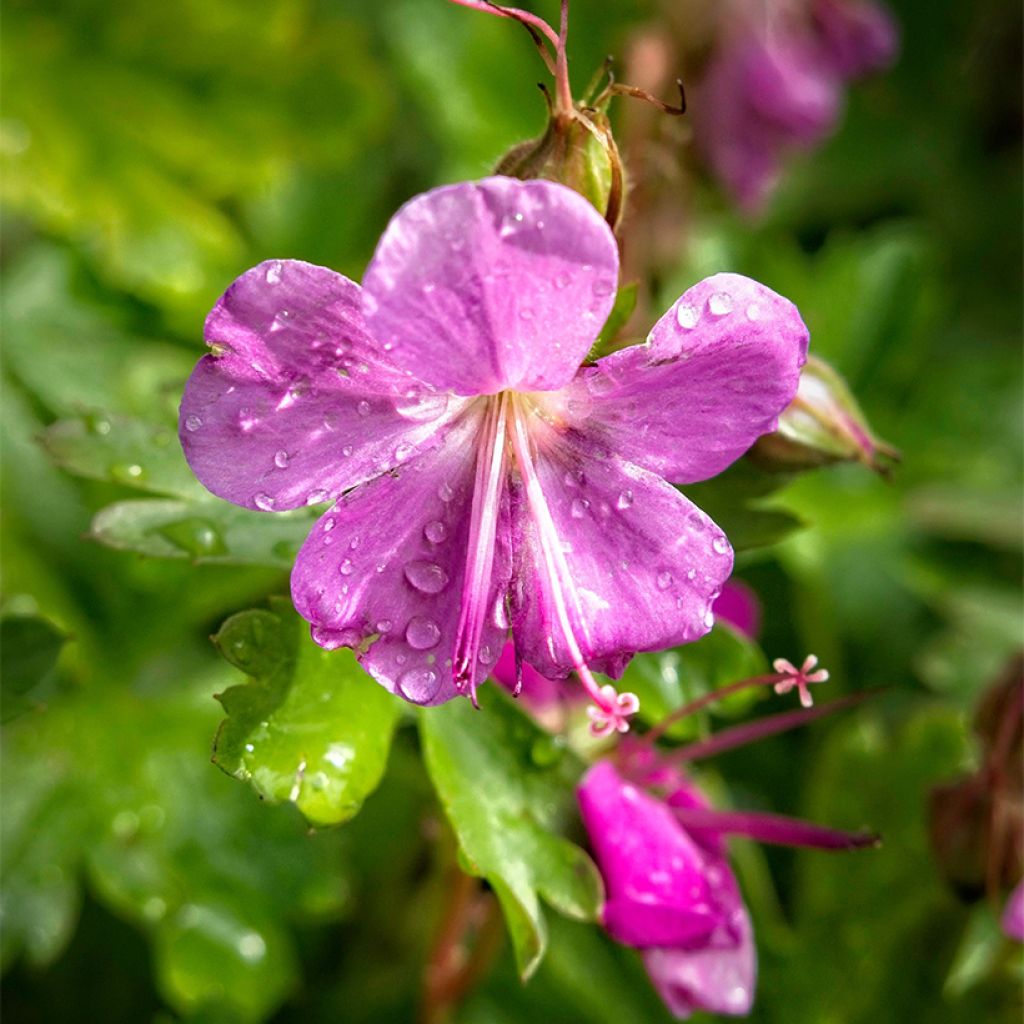Geranium cantabrigiense Abpp' CRYSTAL ROSE