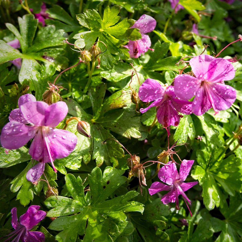 Geranium cantabrigiense Abpp' CRYSTAL ROSE