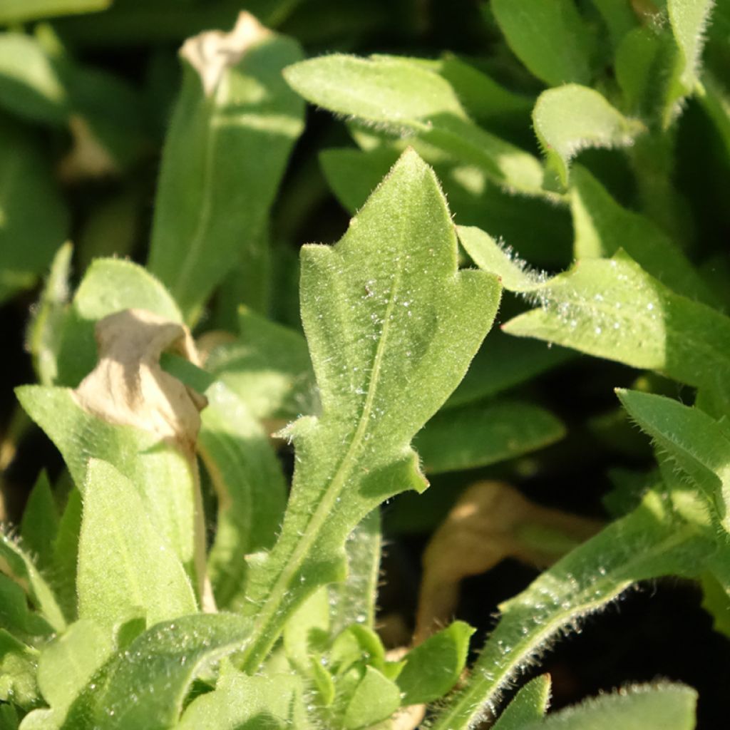 Gailárdia aristata Mesa Bright Bicolor