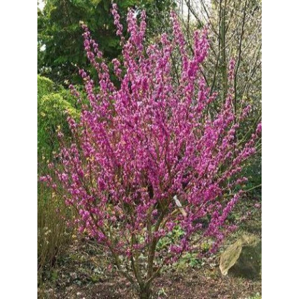 Cercis chinensis Avondale