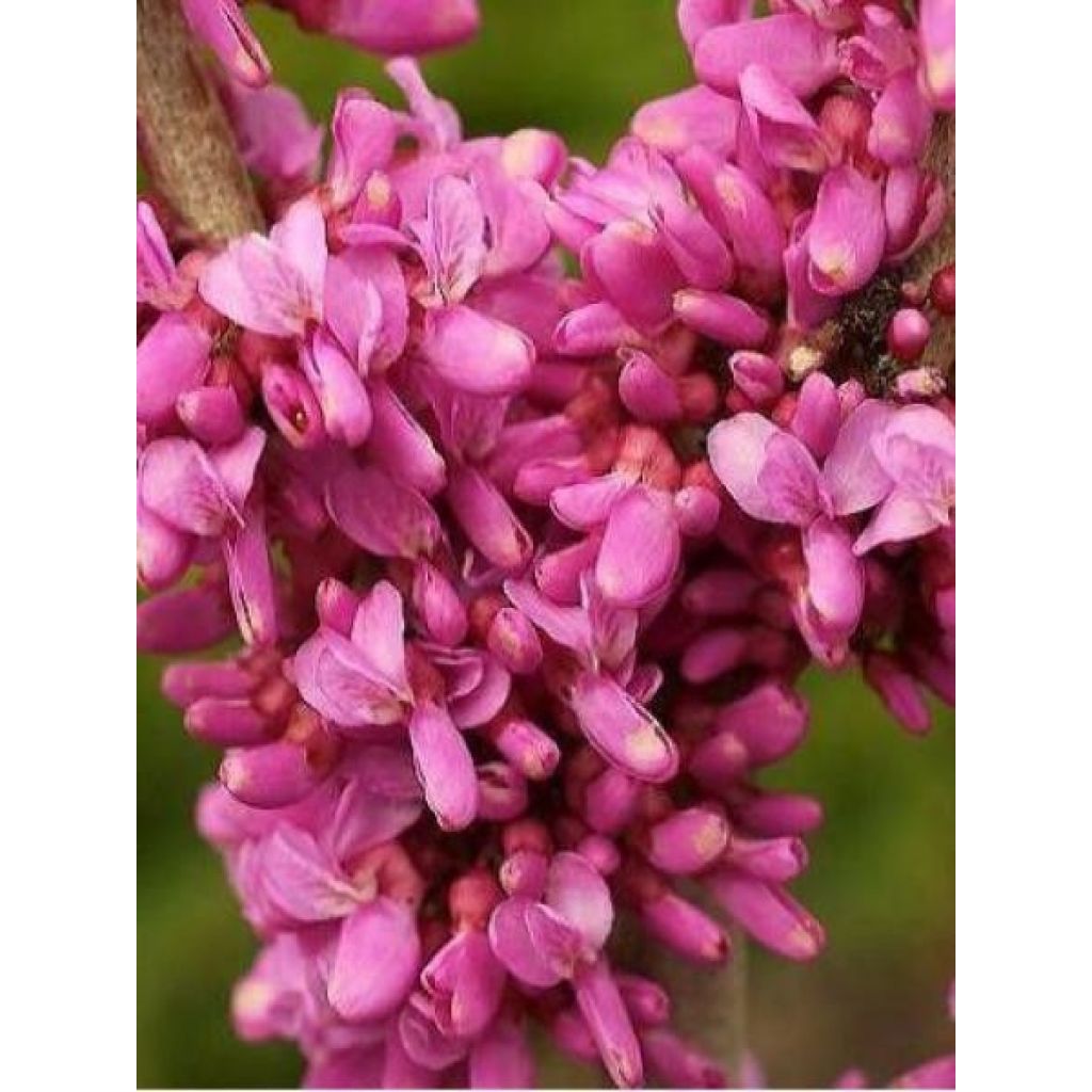 Cercis chinensis Avondale