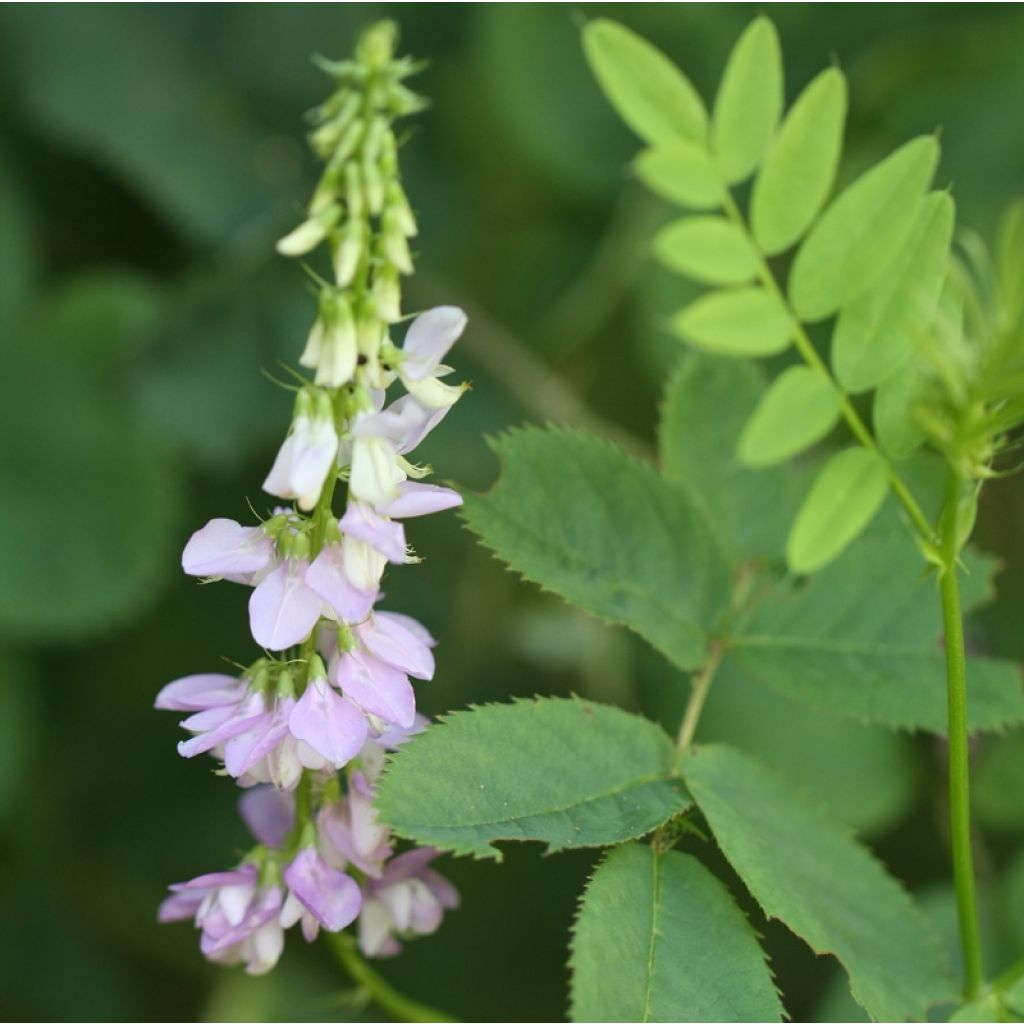 Galega hartlandii Duchess of Bedford