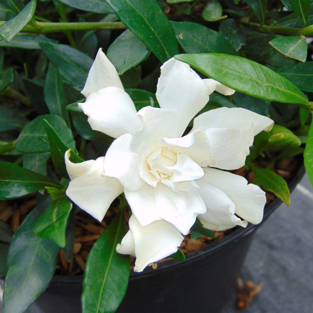 Gardénia jasminoides Perfumed Petticoats