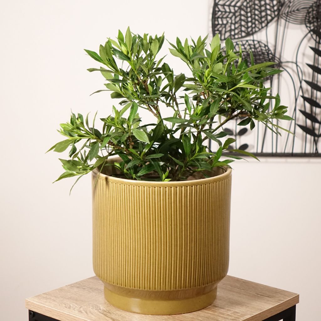 Gardénia jasminoides Perfumed Petticoats