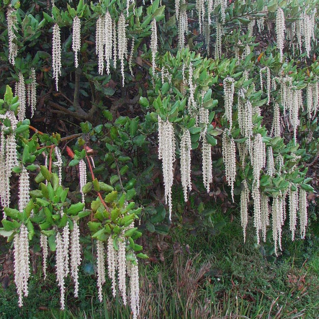 Garrya elliptica