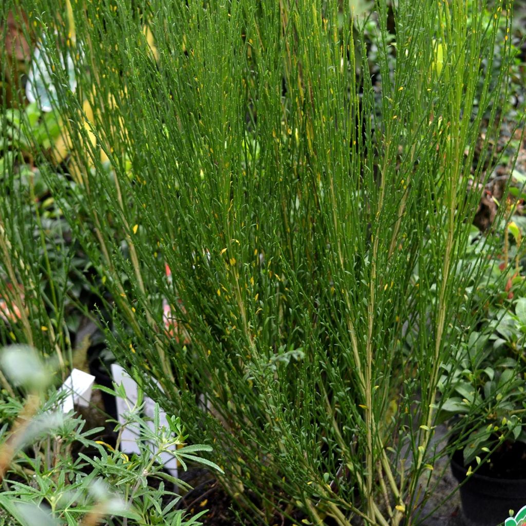 Cytisus scoparius Boskoop Ruby
