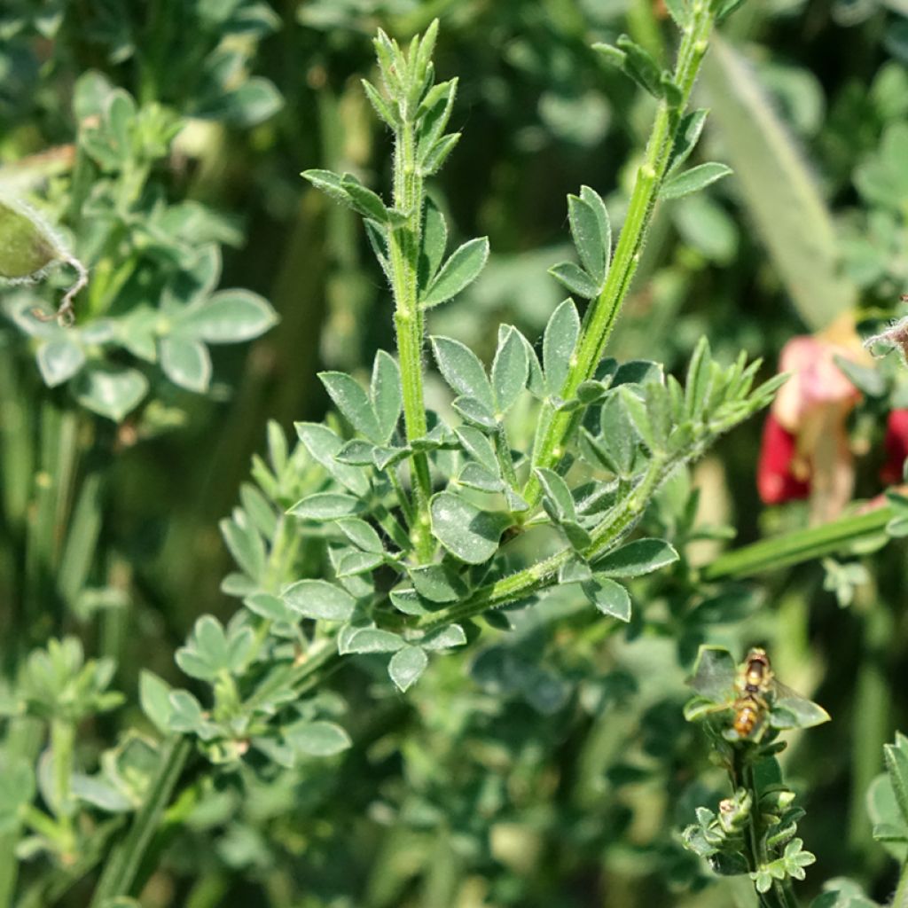 Cytisus scoparius Palette