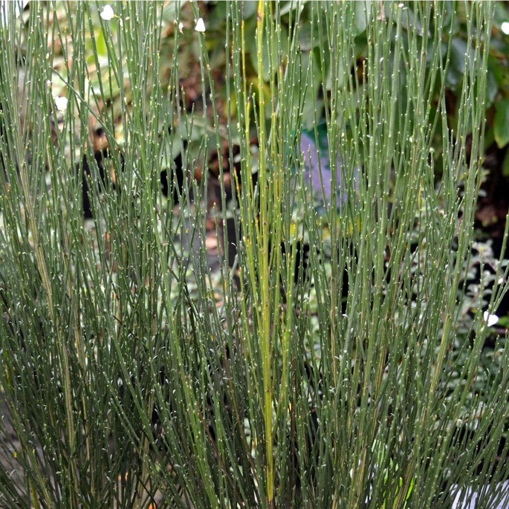 Cytisus praecox Albus