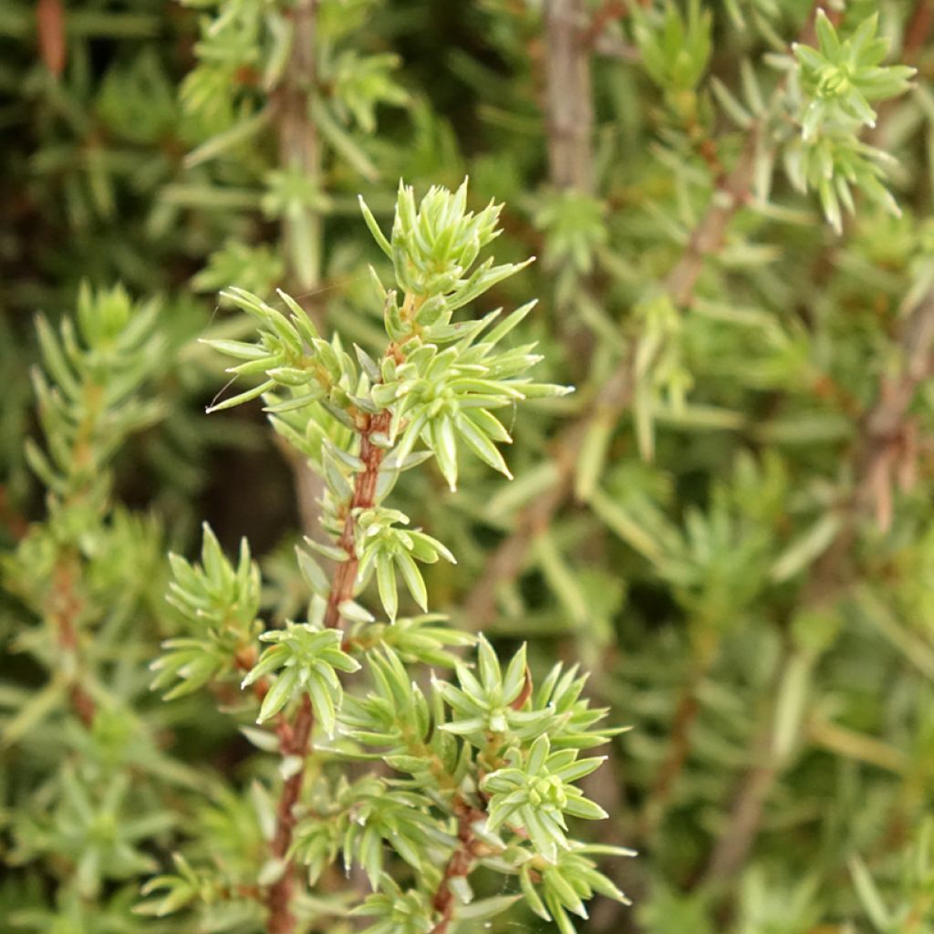 Juniperus communis Sentinel