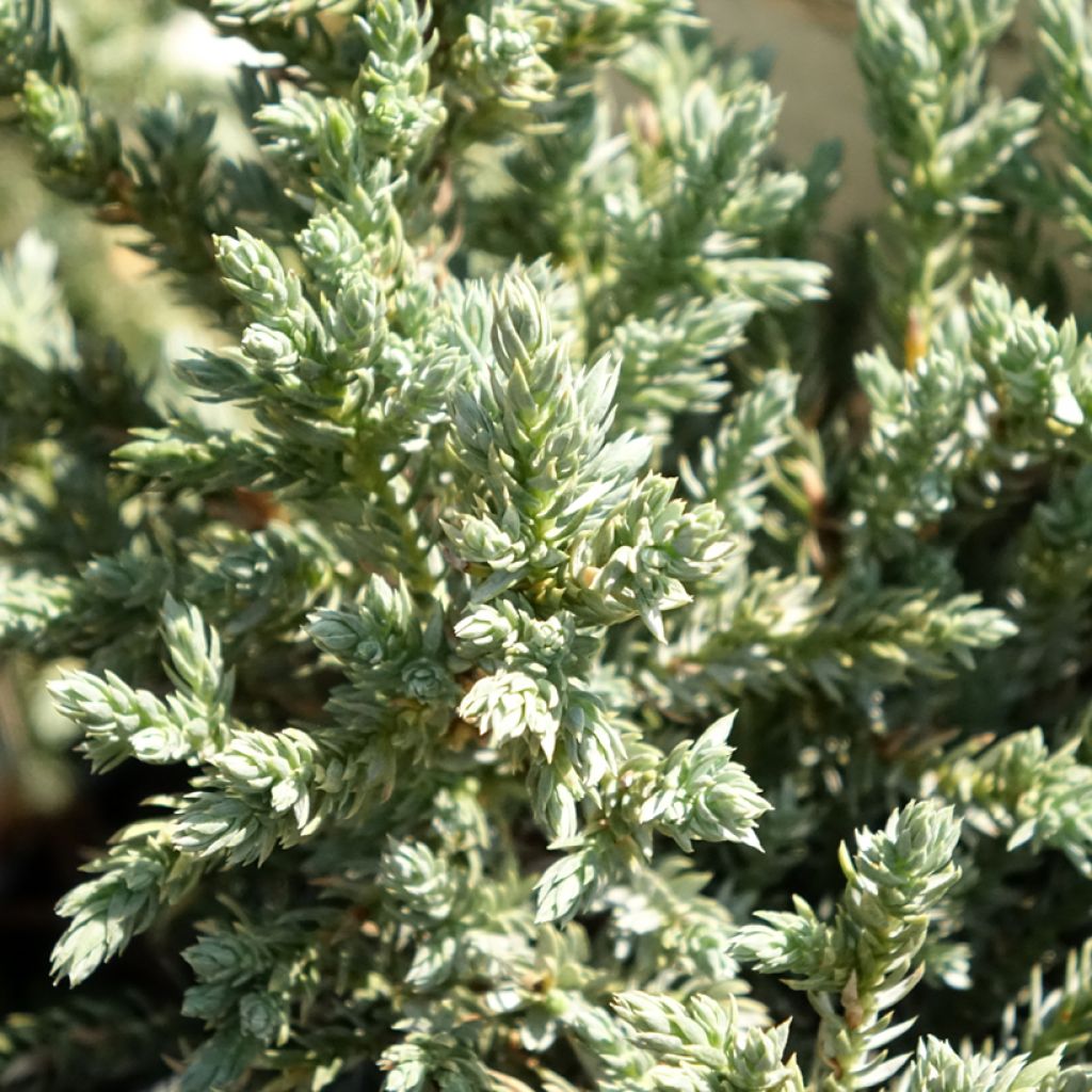 Juniperus squamata Tropical Blue