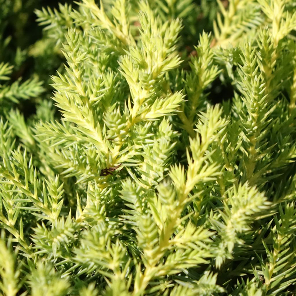 Juniperus × media Gold Star