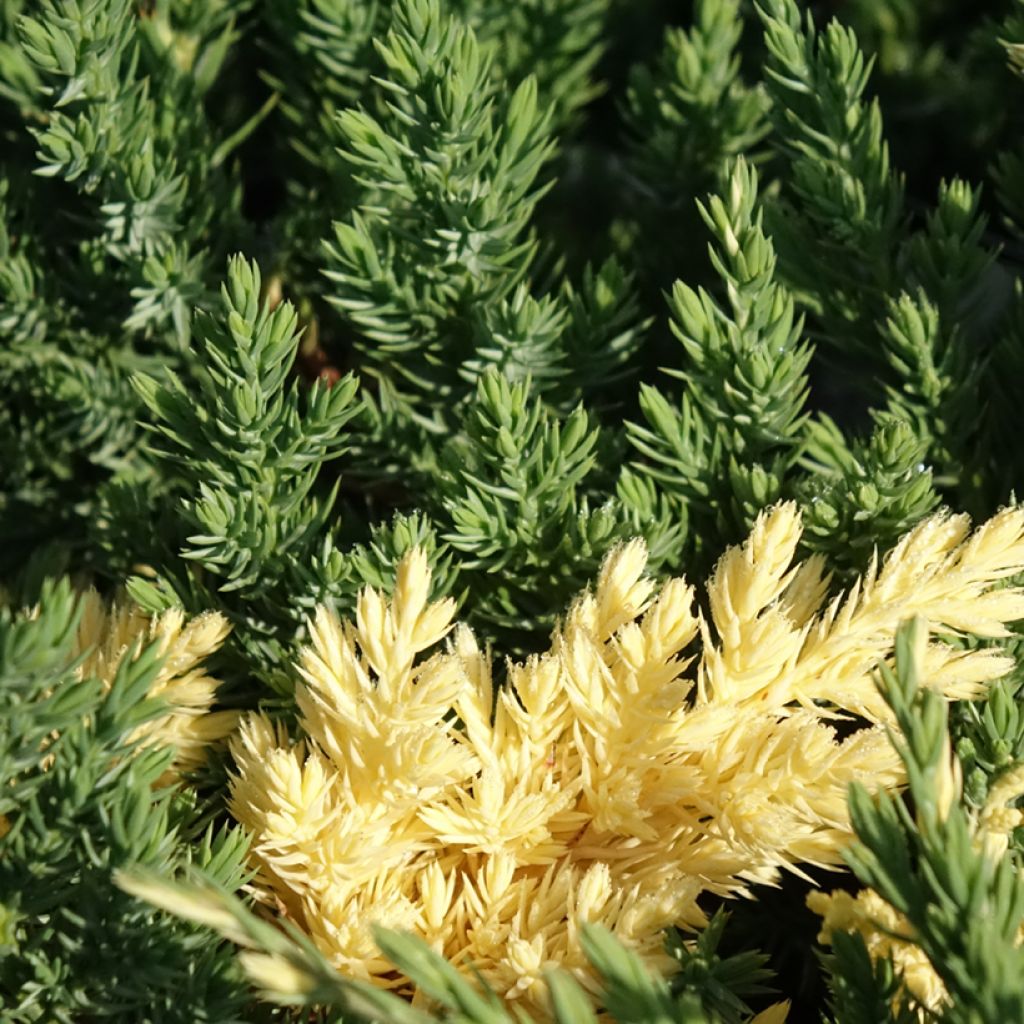 Juniperus chinensis Expansa Variegata