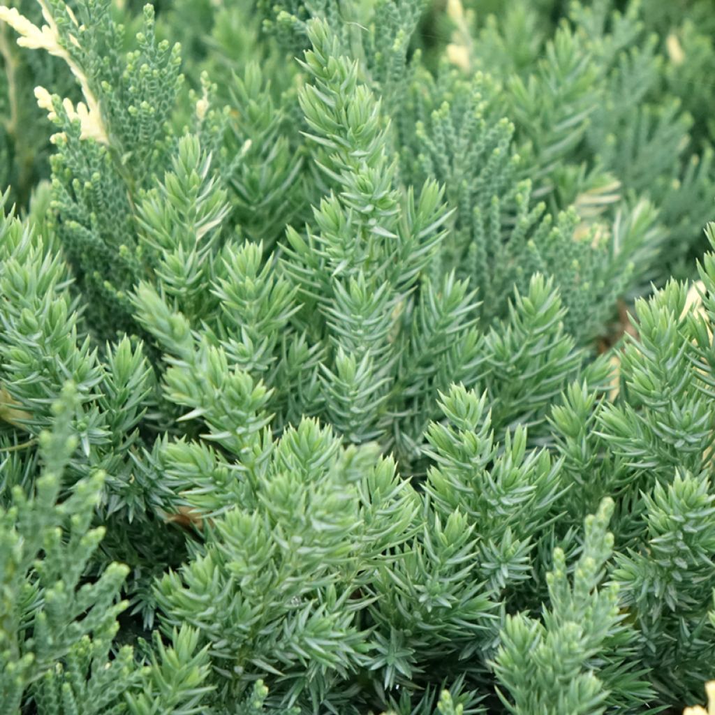 Juniperus chinensis Expansa Variegata