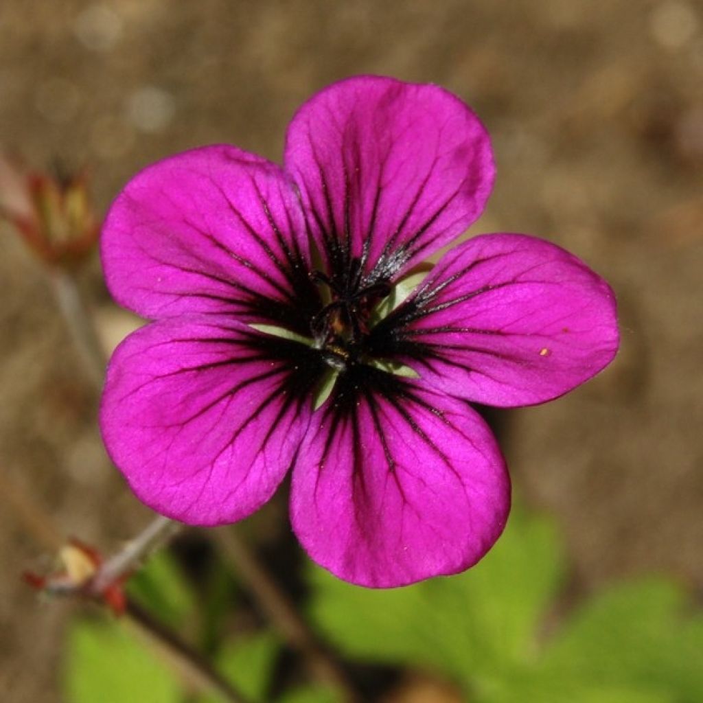 Gerânio Ann Folkard - Geranium