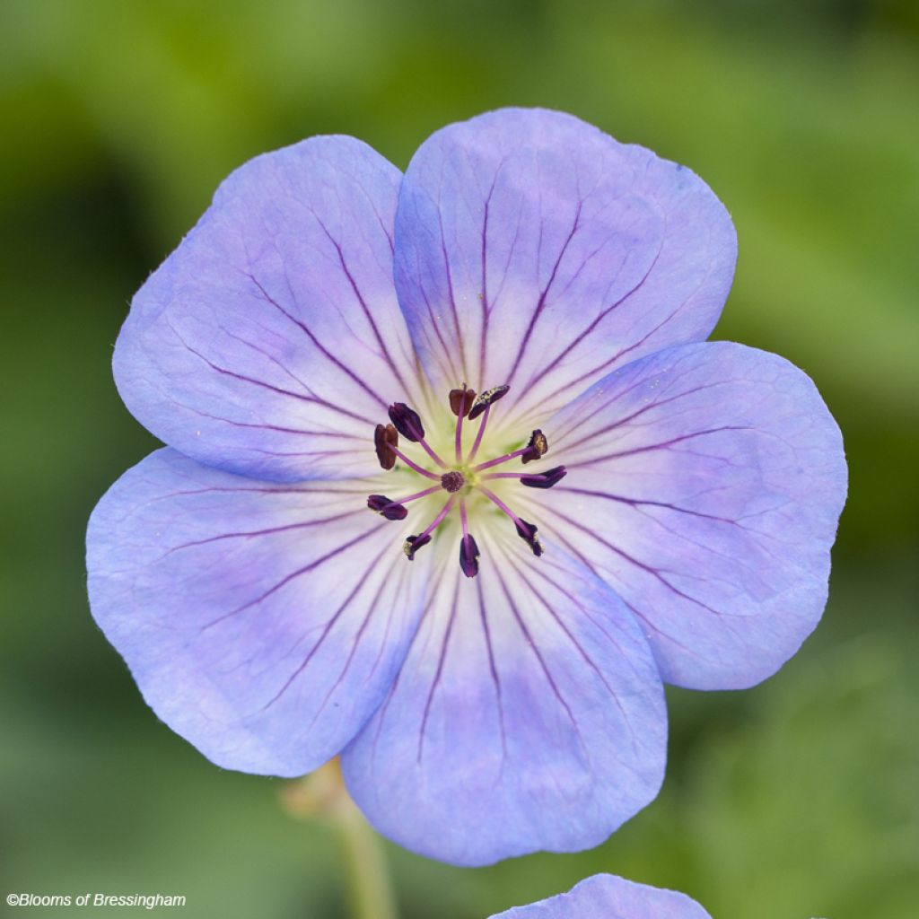 Gerânio Azure Rush - Geranium x wallichianum