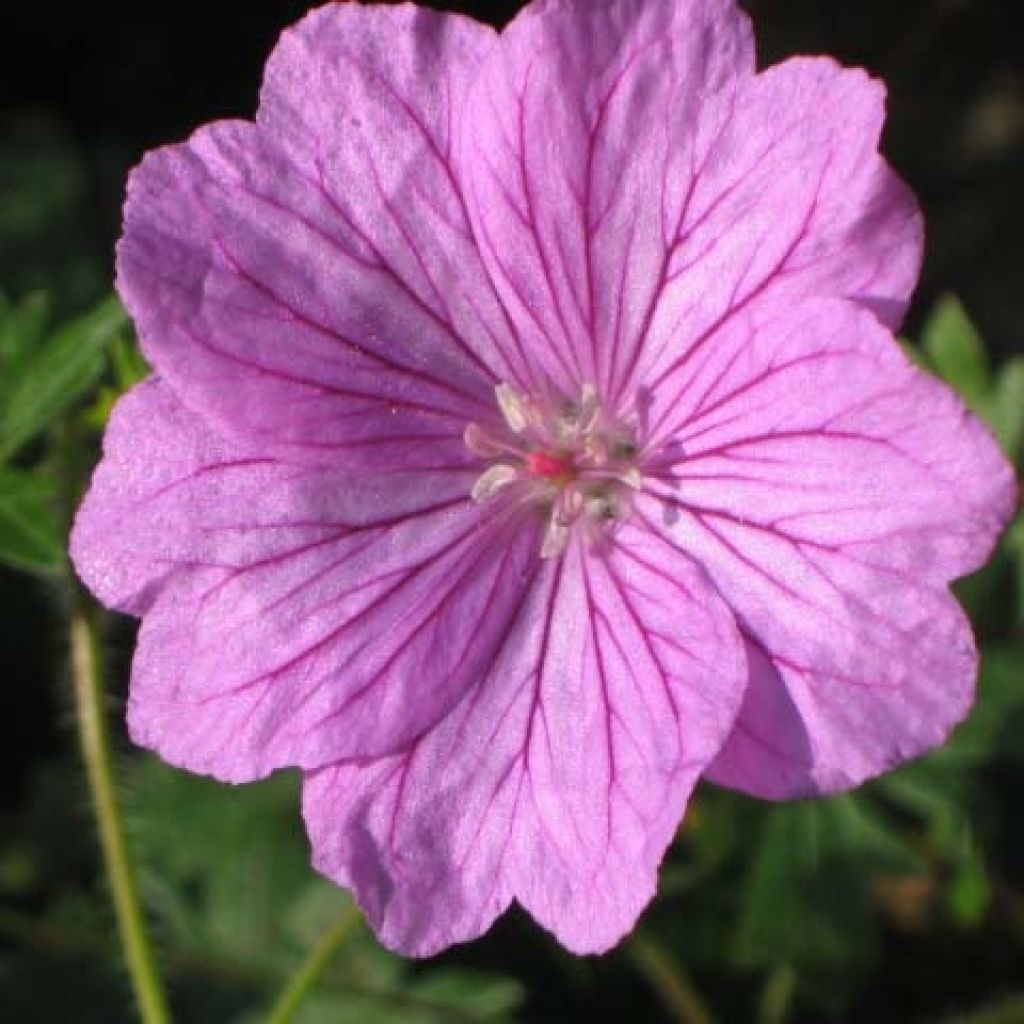 Gerânio-sanguíneo Blushing Turtle - Geranium sanguineum