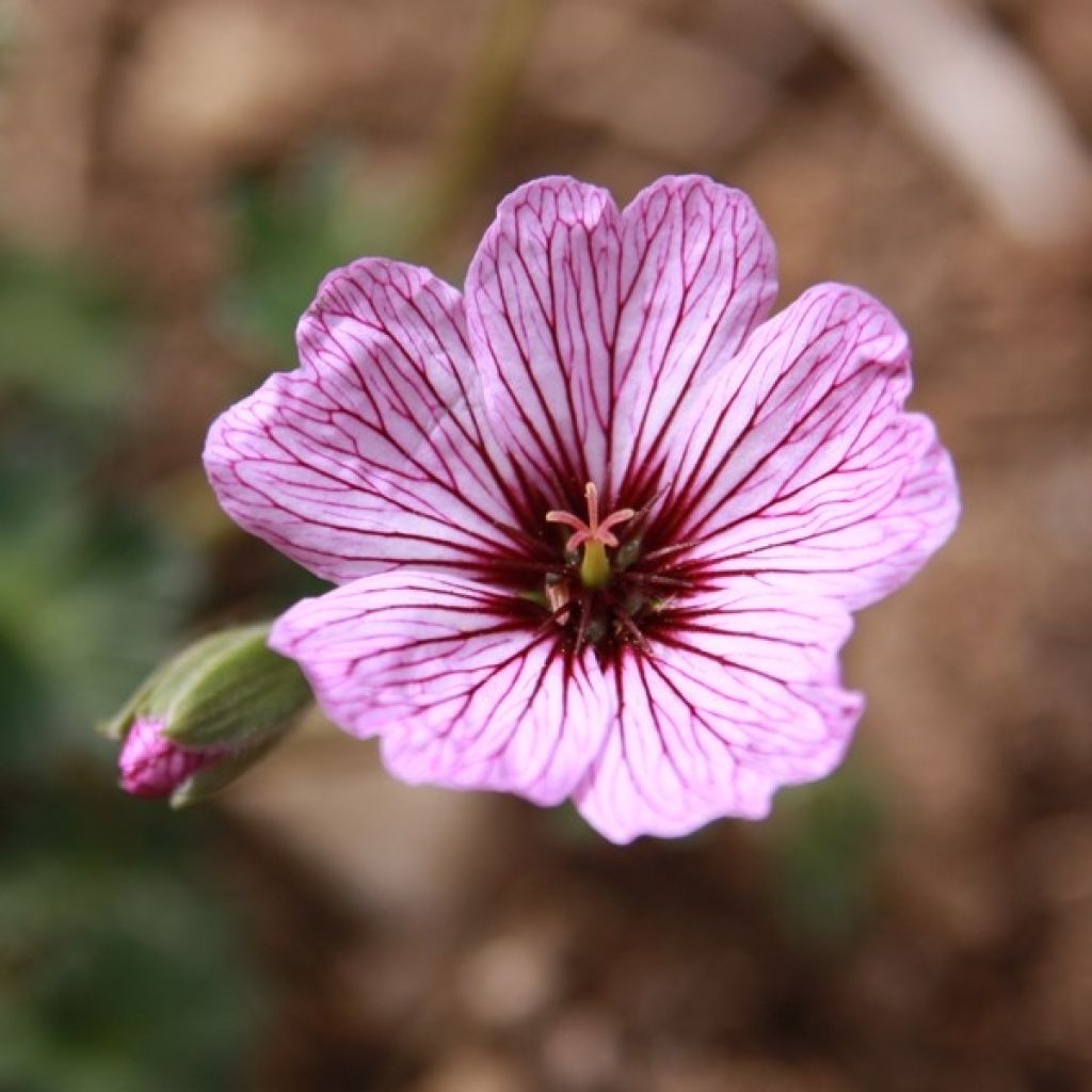 Gerânio Ballerina - Geranium cinereum
