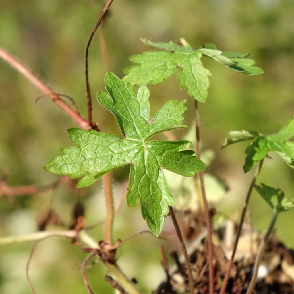 Gerânio Ankum's White - Geranium oxonianum