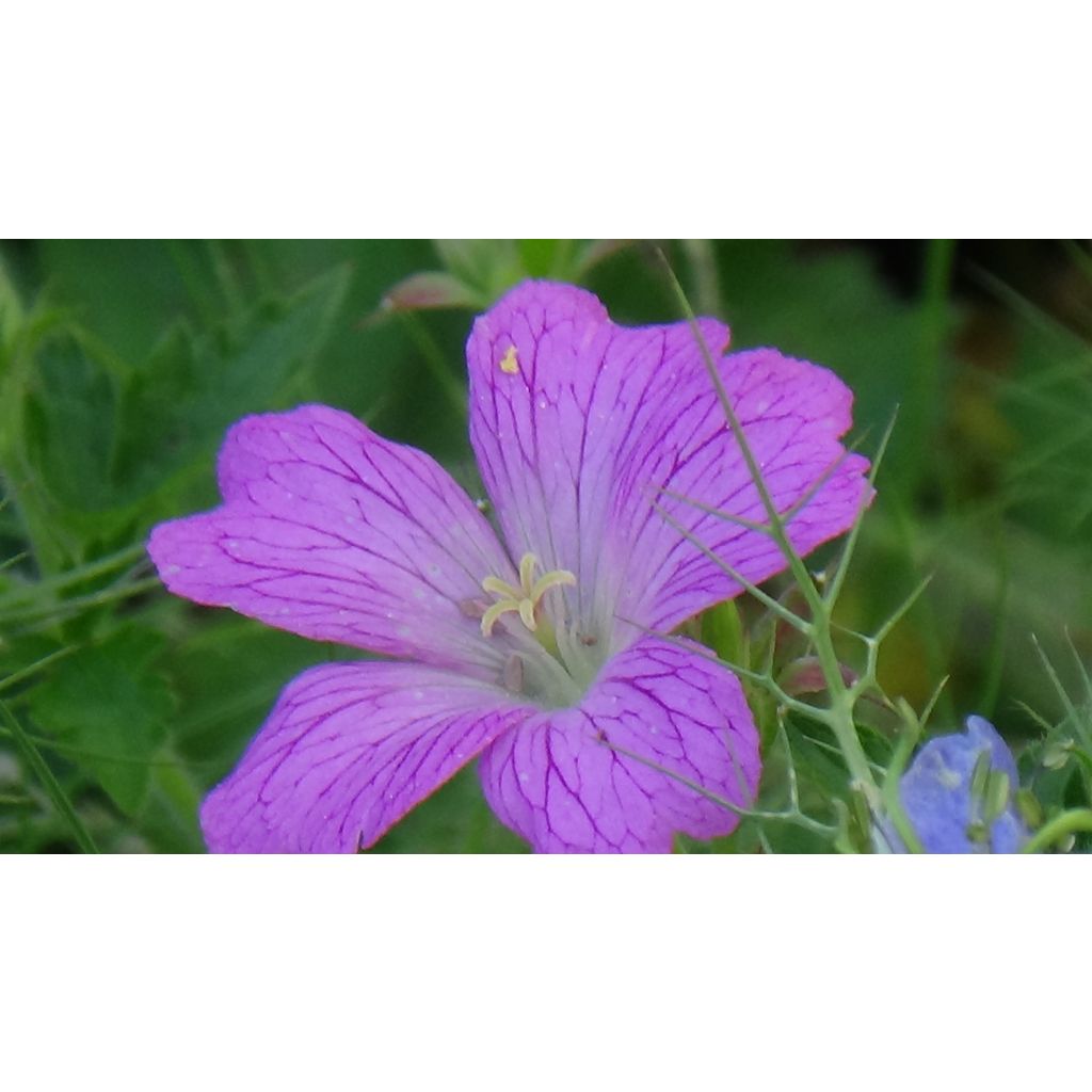 Gerânio Claridge Druce - Geranium oxonianum