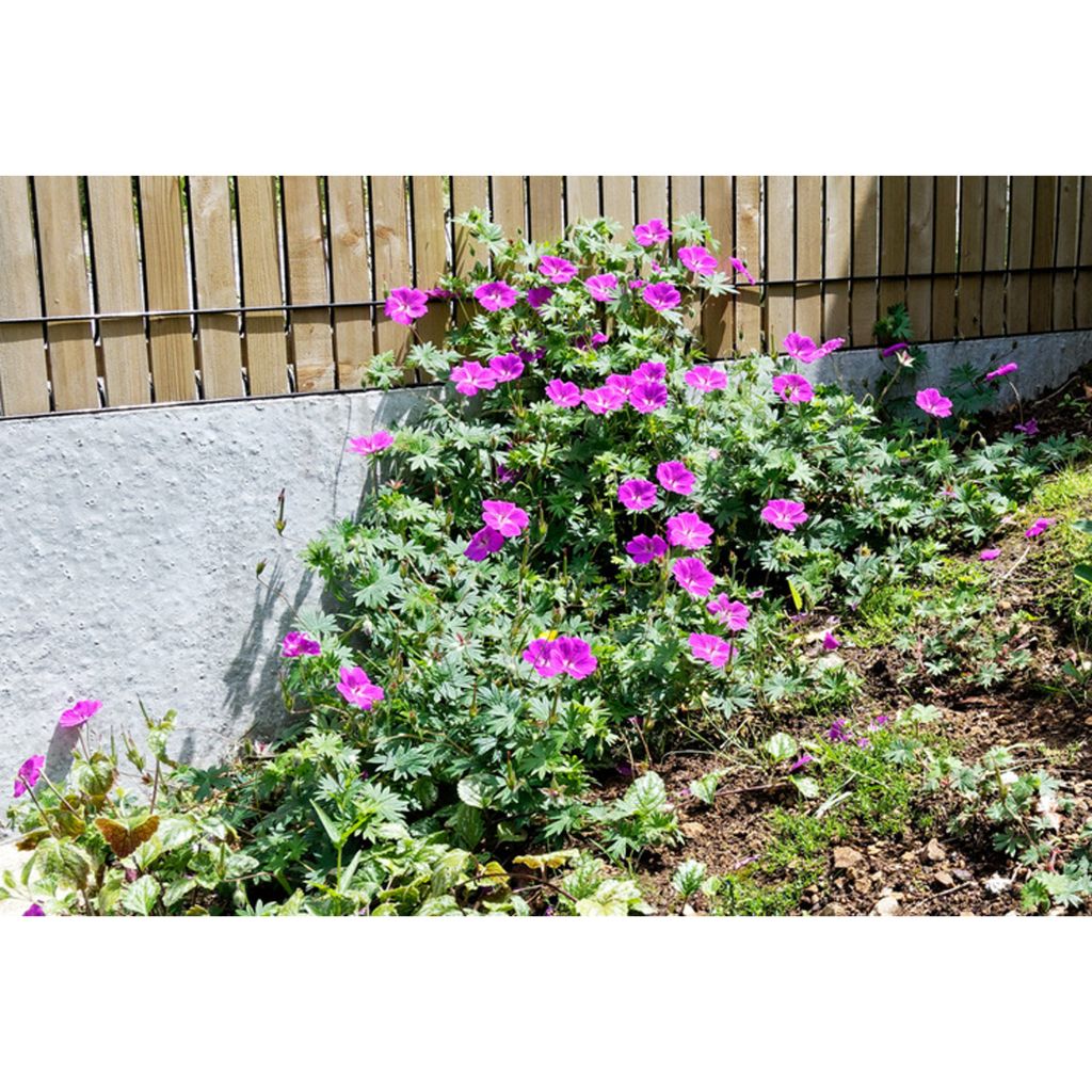 Gerânio-sanguíneo Hannelore - Geranium sanguineum
