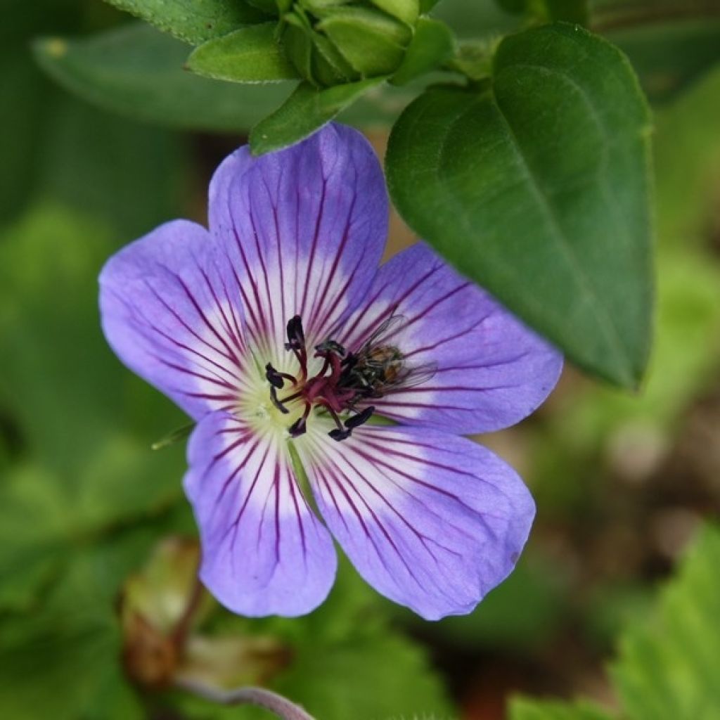 Geranium wallichianum Buxton s Variety