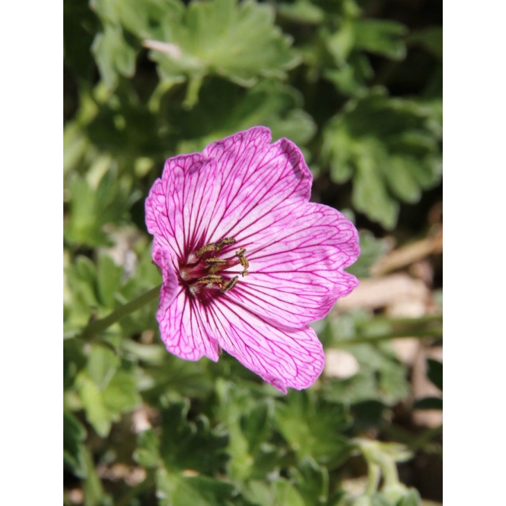 Gerânio Ballerina - Geranium cinereum