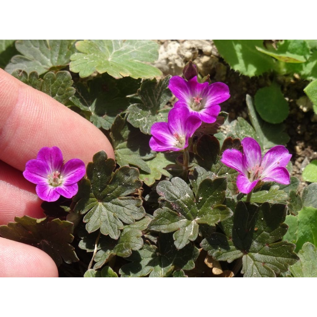Gerânio Orkney Cherry® - Geranium oxonianum