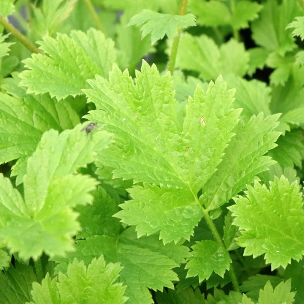 Geum coccineum Nonna