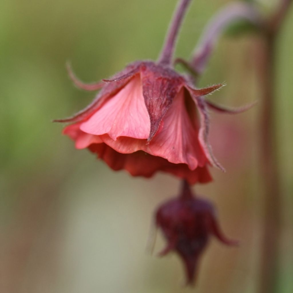 Geum rivale Leonard's Variety